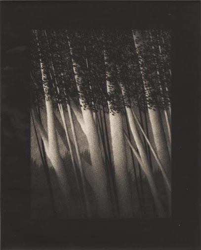 "Garden shadows"
