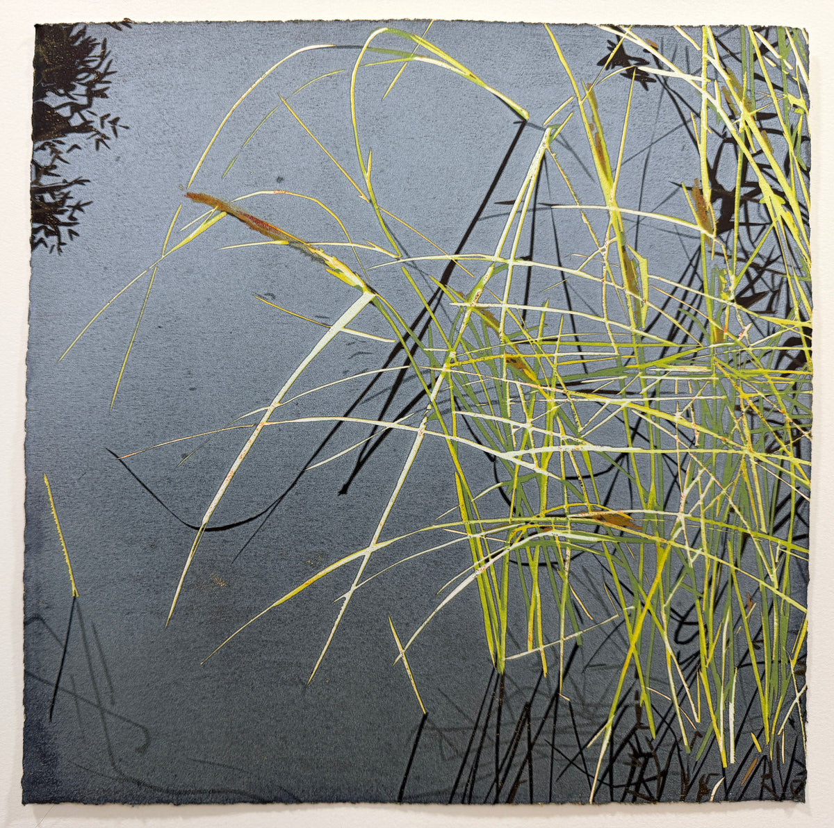 "Pond Sedge"