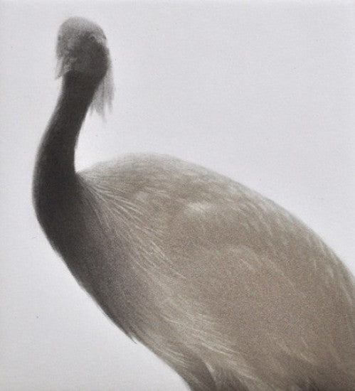 “Feathered Light III”