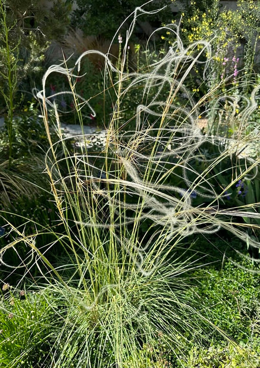 "Feather Grass"