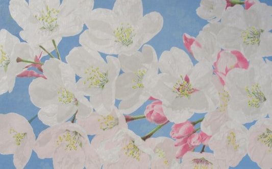 “Someiyoshino Cherry Blossoms”